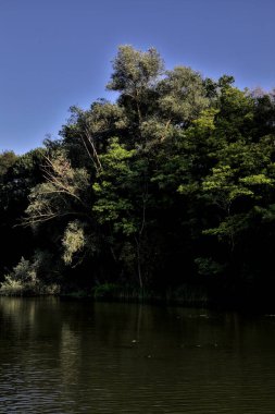 Ormanda devrilmiş bir ağaç, uzak bir yerden görünen bir nehrin kıyısında.