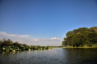 Gün batımında suya yansıyan bir ormanla çevrili bir nehirdeki kanal.