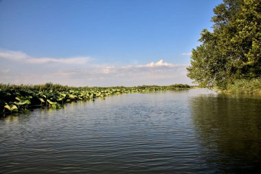 Gün batımında suya yansıyan bir ormanla çevrili bir nehirdeki kanal.