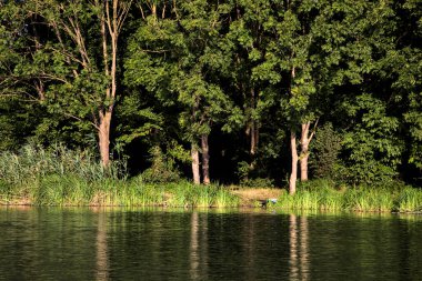 Gün batımında bir nehrin kıyısında. Etrafı ağaçlarla çevrili.