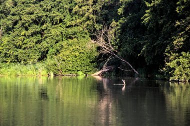 Ormanda devrilmiş bir ağaç, uzak bir yerden görünen bir nehrin kıyısında.