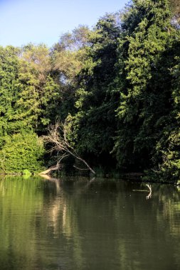 Ormanda devrilmiş bir ağaç, uzak bir yerden görünen bir nehrin kıyısında.