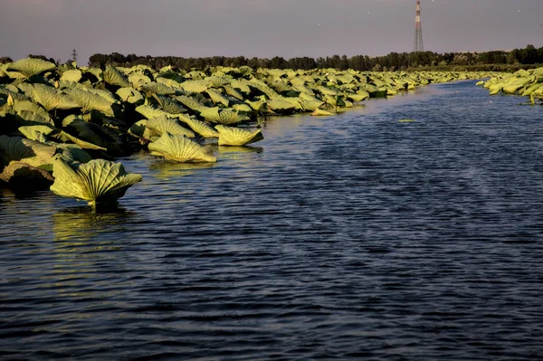 stock image Passageway between lotus plants in a river in the italian countryside in summer at sunset