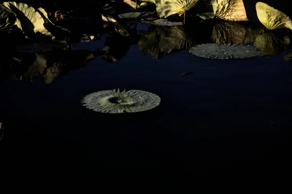 Лілія Майданчик Краплями Води Ньому Плаває Річці Сутінках — стокове фото