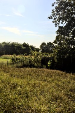 Gün batımında ağaçları olan ekilmemiş bir tarlanın parçası.