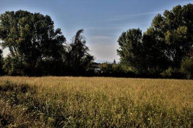 Kenarında ağaçlar olan ekilmemiş bir arazi ve uzaktaki bir kasabanın ufuk çizgisi.