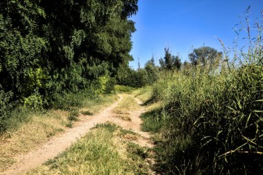Gün batımında kırsal kesimde ağaçlarla çevrili bir yol.