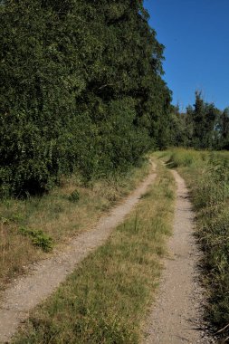 Gün batımında kırsal kesimde ağaçlarla çevrili bir yol.
