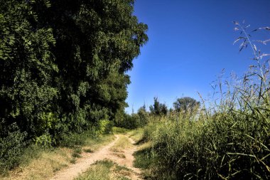 Gün batımında kırsal kesimde ağaçlarla çevrili bir yol.