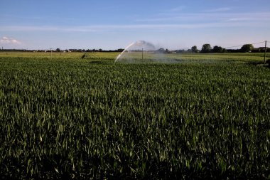 Günbatımında İtalya kırsalında bir mısır tarlasının üzerinde tarım fıskiyesi.