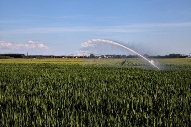 Günbatımında İtalya kırsalında bir mısır tarlasının üzerinde tarım fıskiyesi.