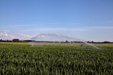 Günbatımında İtalya kırsalında bir mısır tarlasının üzerinde tarım fıskiyesi.