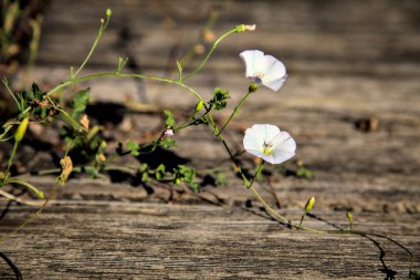 Ahşap tahtalarda büyüyen konvolvulus çiçekleri