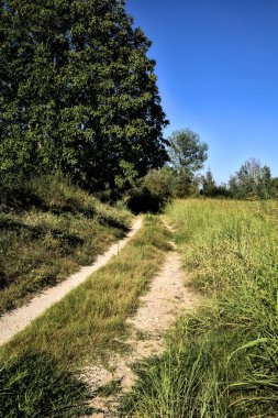 Gün batımında kırsal kesimde ağaçlarla çevrili bir yol.
