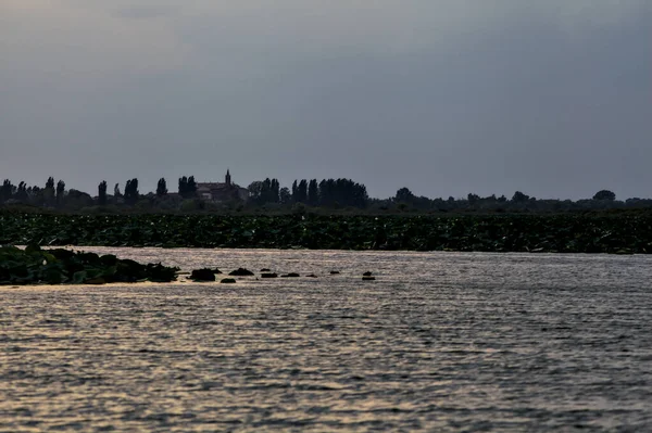 River Lotus Plants Forests Distance Italian Countryside Dusk — Stock Photo, Image