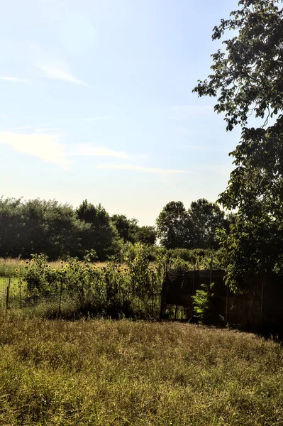 Gün batımında ağaçları olan ekilmemiş bir tarlanın parçası.