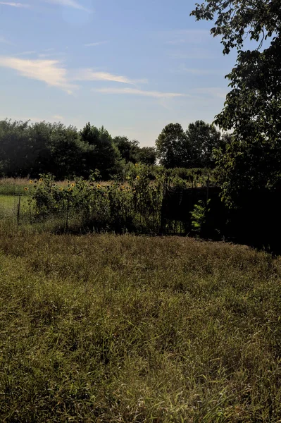 Parte Campo Cultivado Con Árboles Atardecer — Foto de Stock