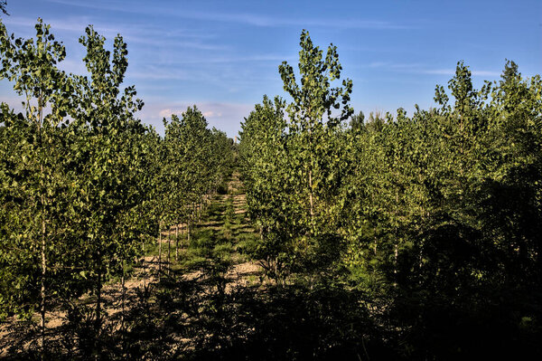 Birch trees plantation seen from above