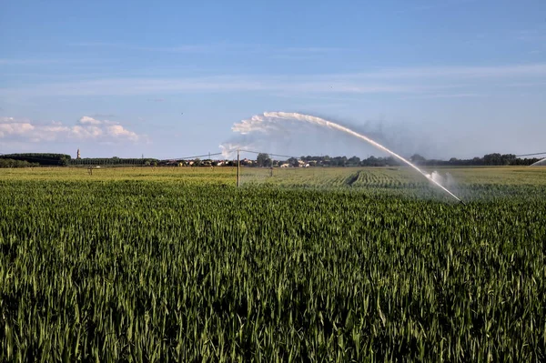 Günbatımında İtalya kırsalında bir mısır tarlasının üzerinde tarım fıskiyesi.