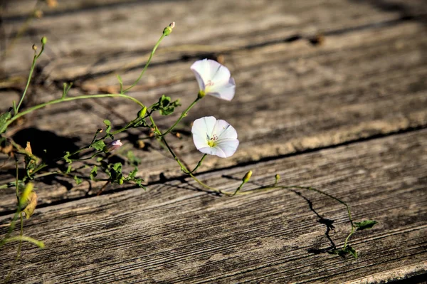 Auf Holzbrettern Wachsen Verschlungene Blüten — Stockfoto