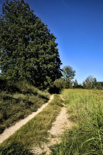 Vägen Kantad Träd Enbankment Landsbygden Vid Solnedgången — Stockfoto