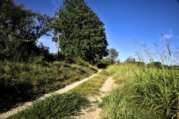 Caminho Delimitado Por Árvores Banqueiro Campo Pôr Sol — Fotografia de Stock