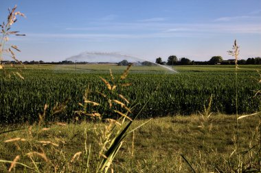 Günbatımında İtalya kırsalında bir mısır tarlasının üzerinde tarım fıskiyesi.