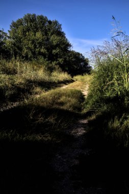 Gün batımında kırsal kesimde ağaçlarla çevrili bir yol.