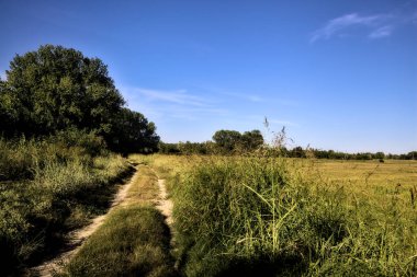 Gün batımında kırsal kesimde ağaçlarla çevrili bir yol.