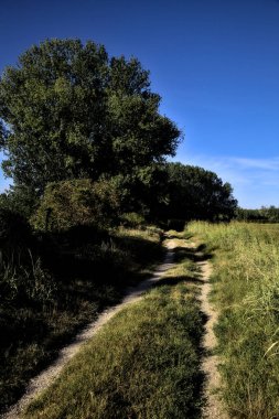 Gün batımında kırsal kesimde ağaçlarla çevrili bir yol.