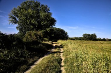Gün batımında kırsal kesimde ağaçlarla çevrili bir yol.