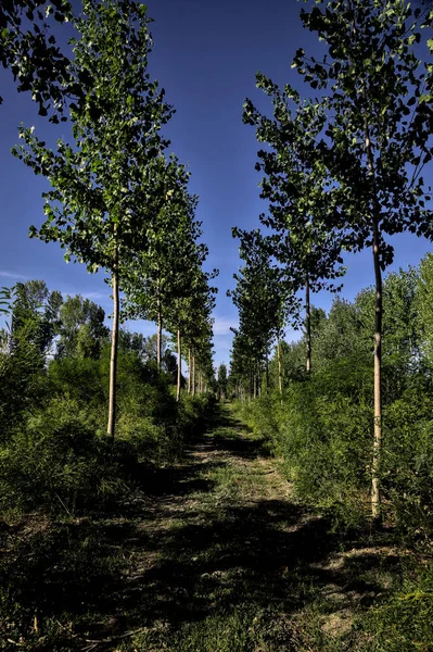 Chemin Terre Milieu Une Plantation Bouleaux Coucher Soleil — Photo