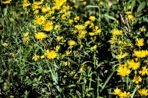 Gruppe Gelber Wildblumen Voller Blüte Aus Der Nähe Gesehen — Stockfoto