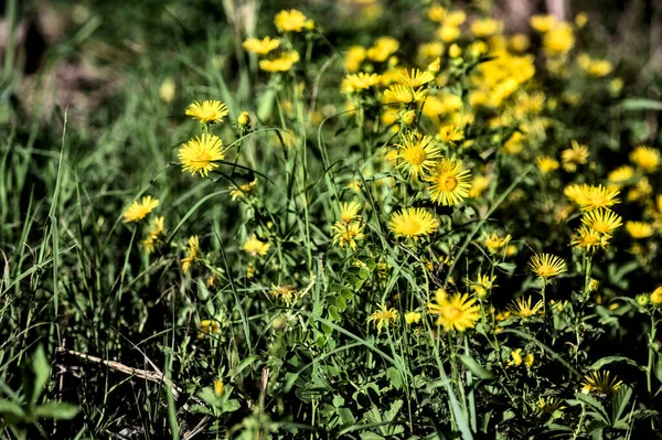 Group Yellow Wildflowers Bloom Seen Close — Stock Photo, Image