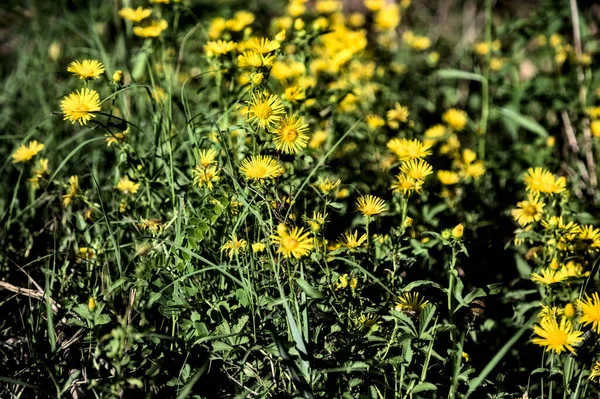 Grupo Flores Silvestres Amarillas Flor Visto Cerca — Foto de Stock