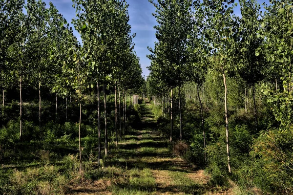 Camino Tierra Medio Una Plantación Abedules Atardecer — Foto de Stock