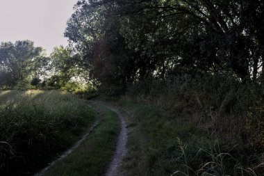 Gün batımında kırsal kesimde ağaçlarla çevrili gölgede yol.