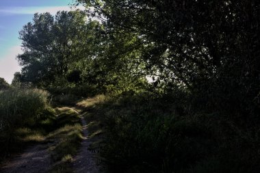 Gün batımında kırsal kesimde ağaçlarla çevrili gölgede yol.