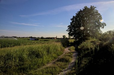 Gün batımında kırsal kesimde ağaçlarla çevrili bir yol.
