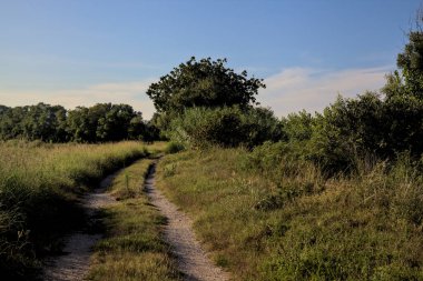 Gün batımında kırsal kesimde ağaçlarla çevrili bir yol.