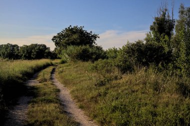 Gün batımında kırsal kesimde ağaçlarla çevrili bir yol.