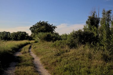 Gün batımında kırsal kesimde ağaçlarla çevrili bir yol.
