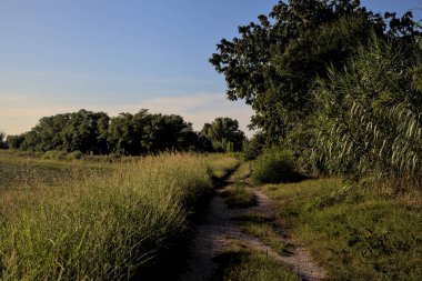 Gün batımında kırsal kesimde ağaçlarla çevrili bir yol.