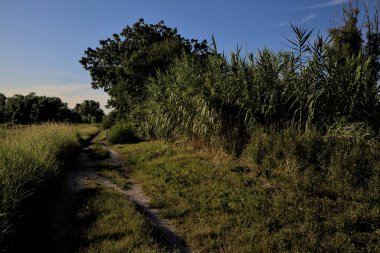 Gün batımında kırsal kesimde ağaçlarla çevrili bir yol.
