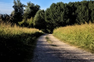 Gün batımında kırsal bir alana çıkan tarlalarla çevrili çakıl yolu.