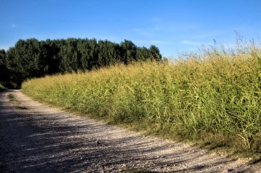 Gün batımında kırsal bir alana çıkan tarlalarla çevrili çakıl yolu.