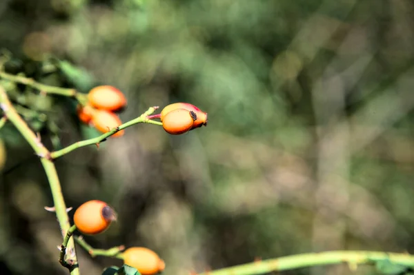 가지에 오렌지 열매들 — 스톡 사진