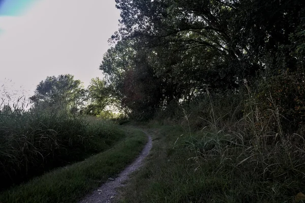 Gün Batımında Kırsal Kesimde Ağaçlarla Çevrili Gölgede Yol — Stok fotoğraf