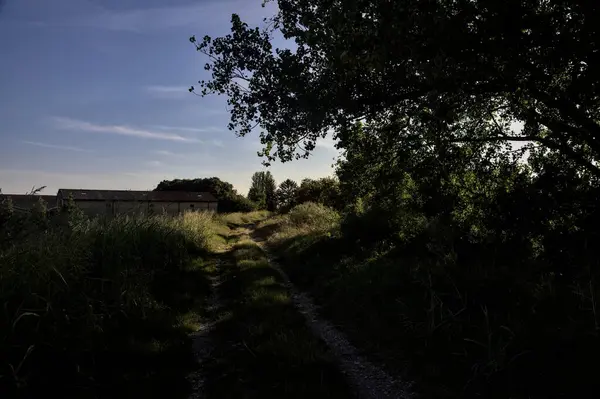 Caminho Sombra Delimitado Por Árvores Banqueiro Campo Pôr Sol — Fotografia de Stock