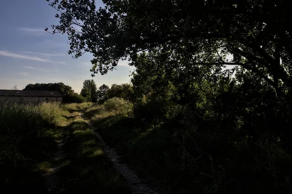 Caminho Sombra Delimitado Por Árvores Banqueiro Campo Pôr Sol — Fotografia de Stock